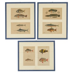 Antique Prints with Fishes