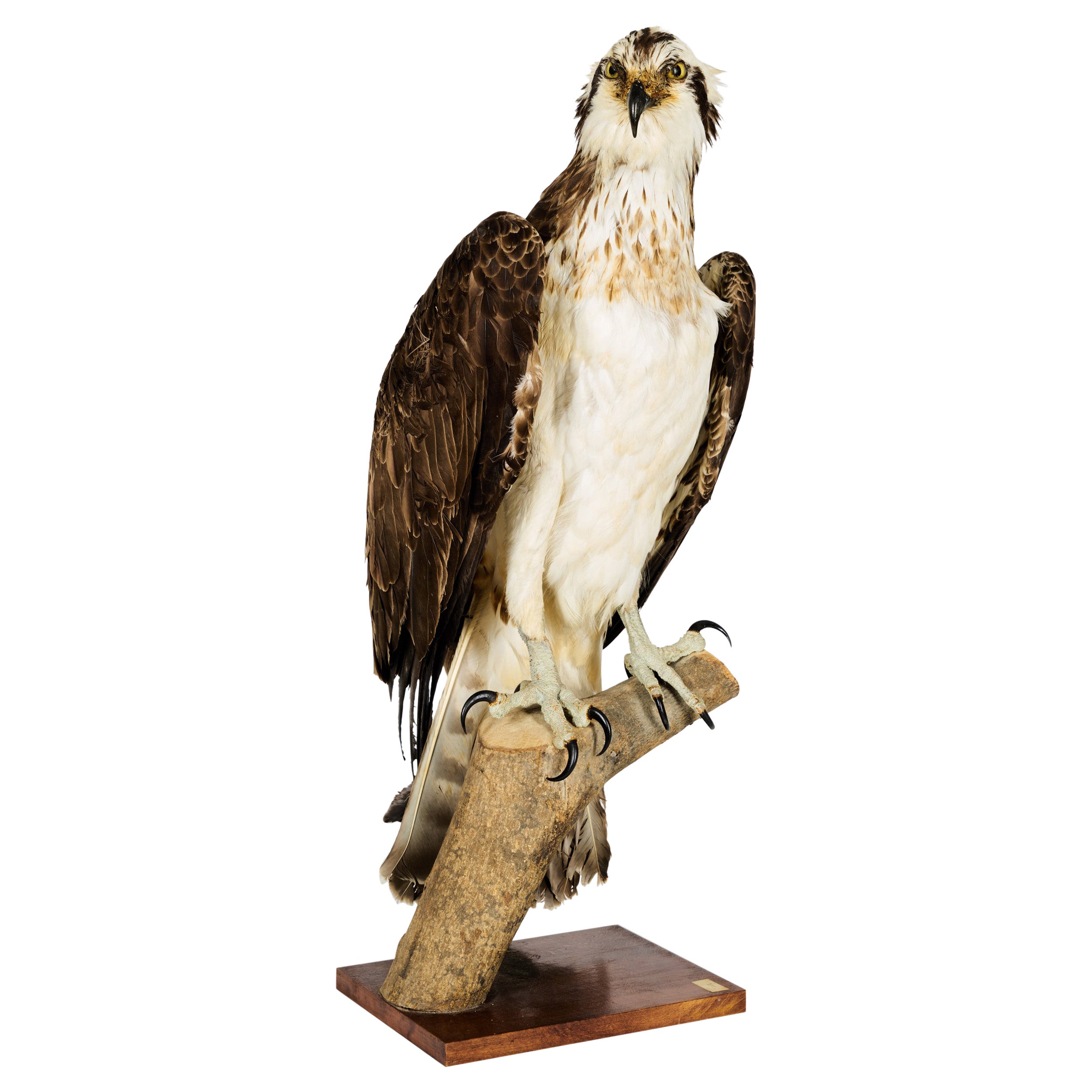 Westerne Osprey or Fish Hawk 'Pandion Haliaetus', Cites II/A dd 10/03/2 For Sale