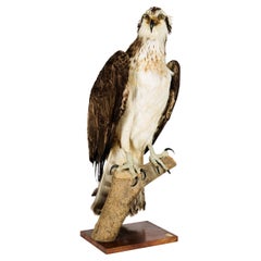 Vintage Westerne Osprey or Fish Hawk 'Pandion Haliaetus', Cites II/A dd 10/03/2