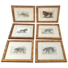 Set of Six 1840s English Lion / Big Cat Engravings by William Lazars