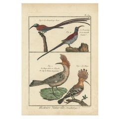 Beautiful, Richly Colored, Copper Engraving of Sugarbirds and the Hoopoe '1792'