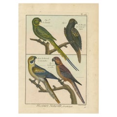 Antique Beautiful, Richly Colored, Copper Engraving of Parakeets '1792'