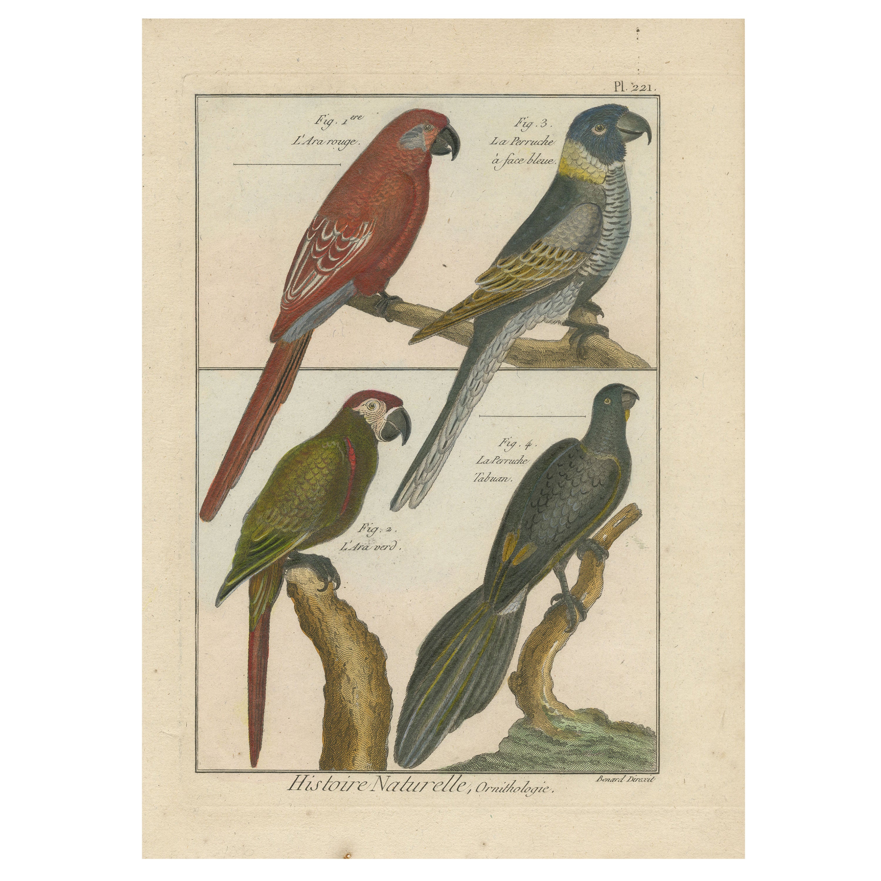 Schöne, farbenfrohe Kupfergravur von Papageien und Parakeetten '1792' mit Kupferstich
