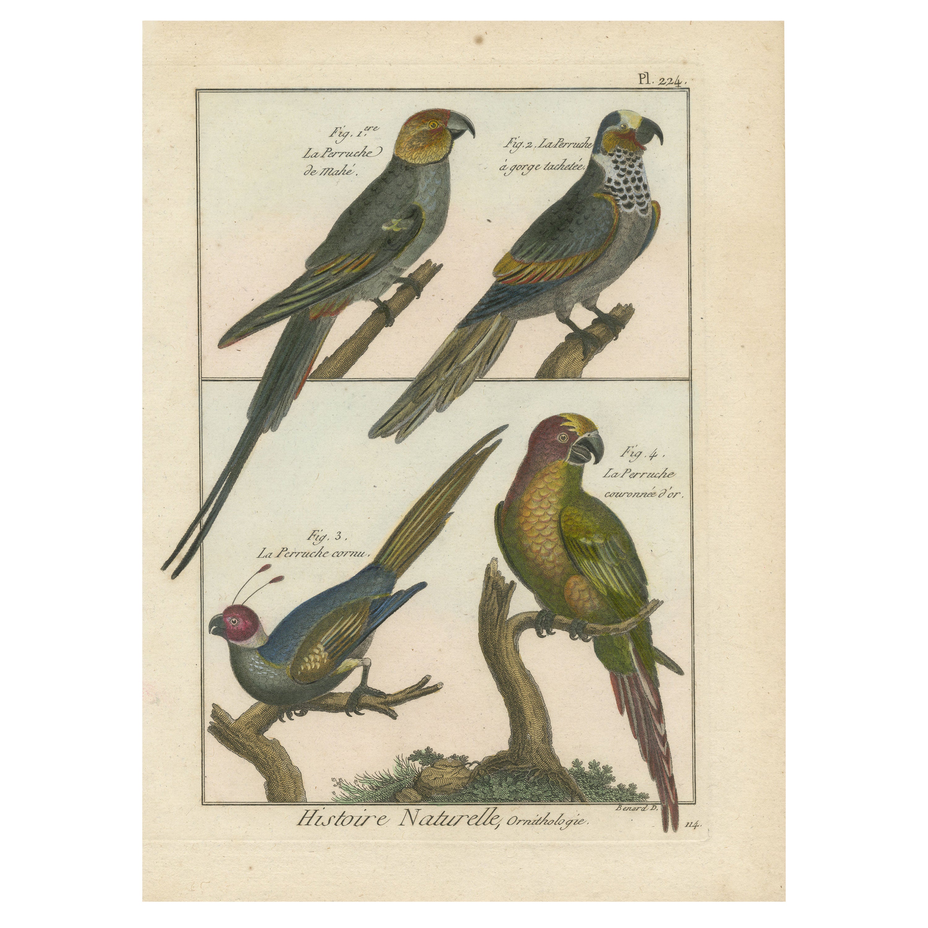 Original, Beautifully Richly Colored, Copper Engraving of Four Parakeets '1792'