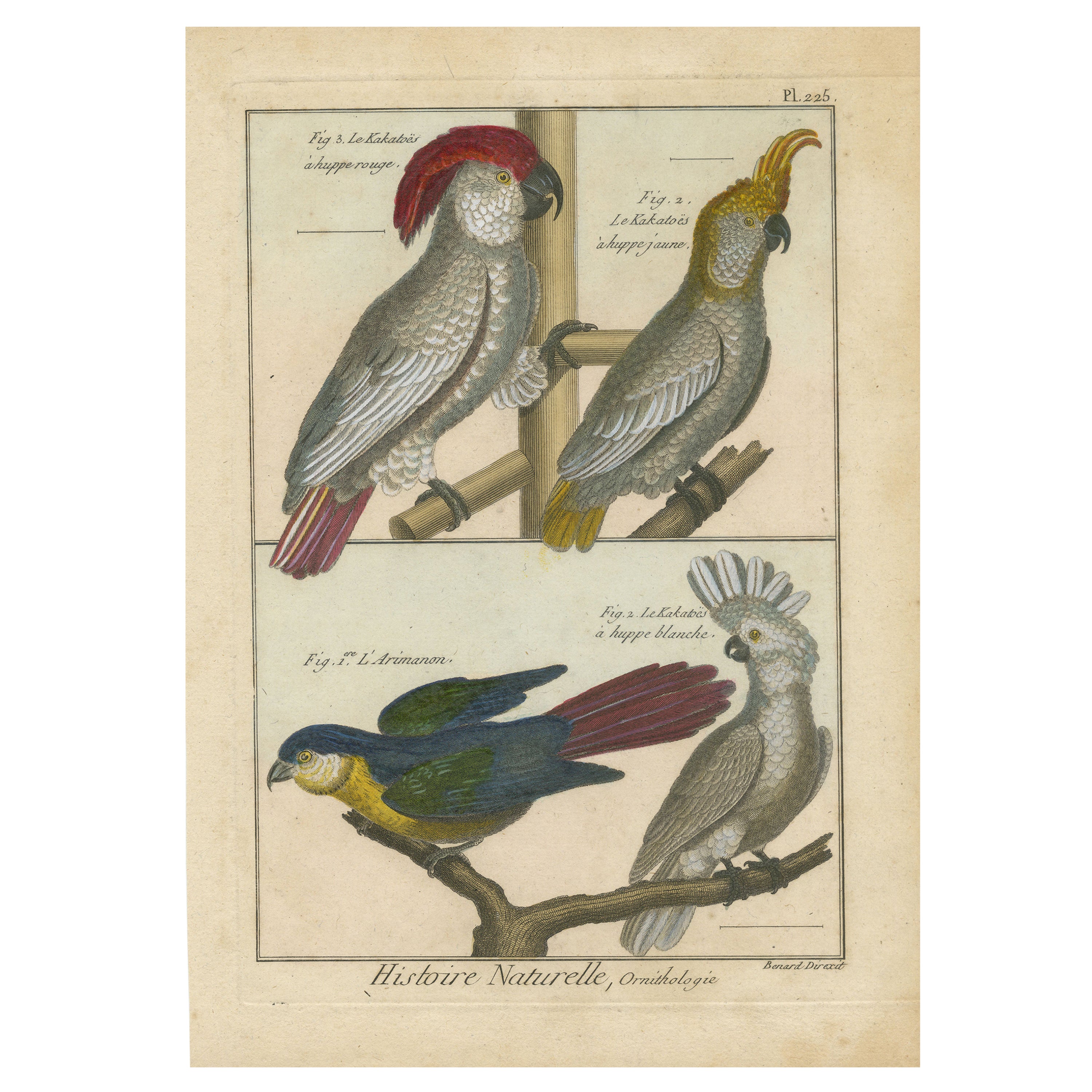 Authentic, Beautifully Richly Colored, Copper Engraving of Cockatoos '1792'