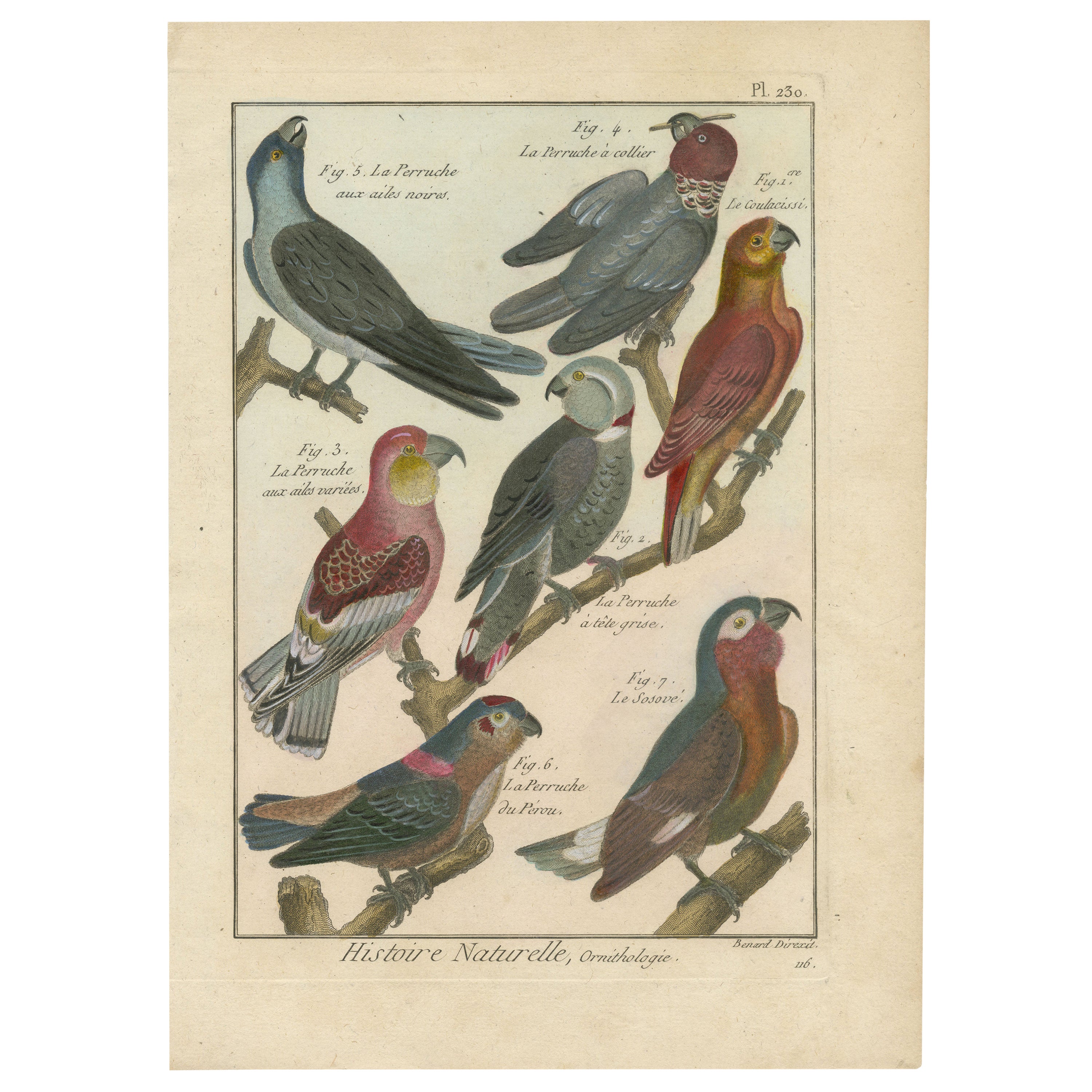 Extremely and Beautifully Hand-Colored, Copper Engraving of 7 Parakeets '1792'
