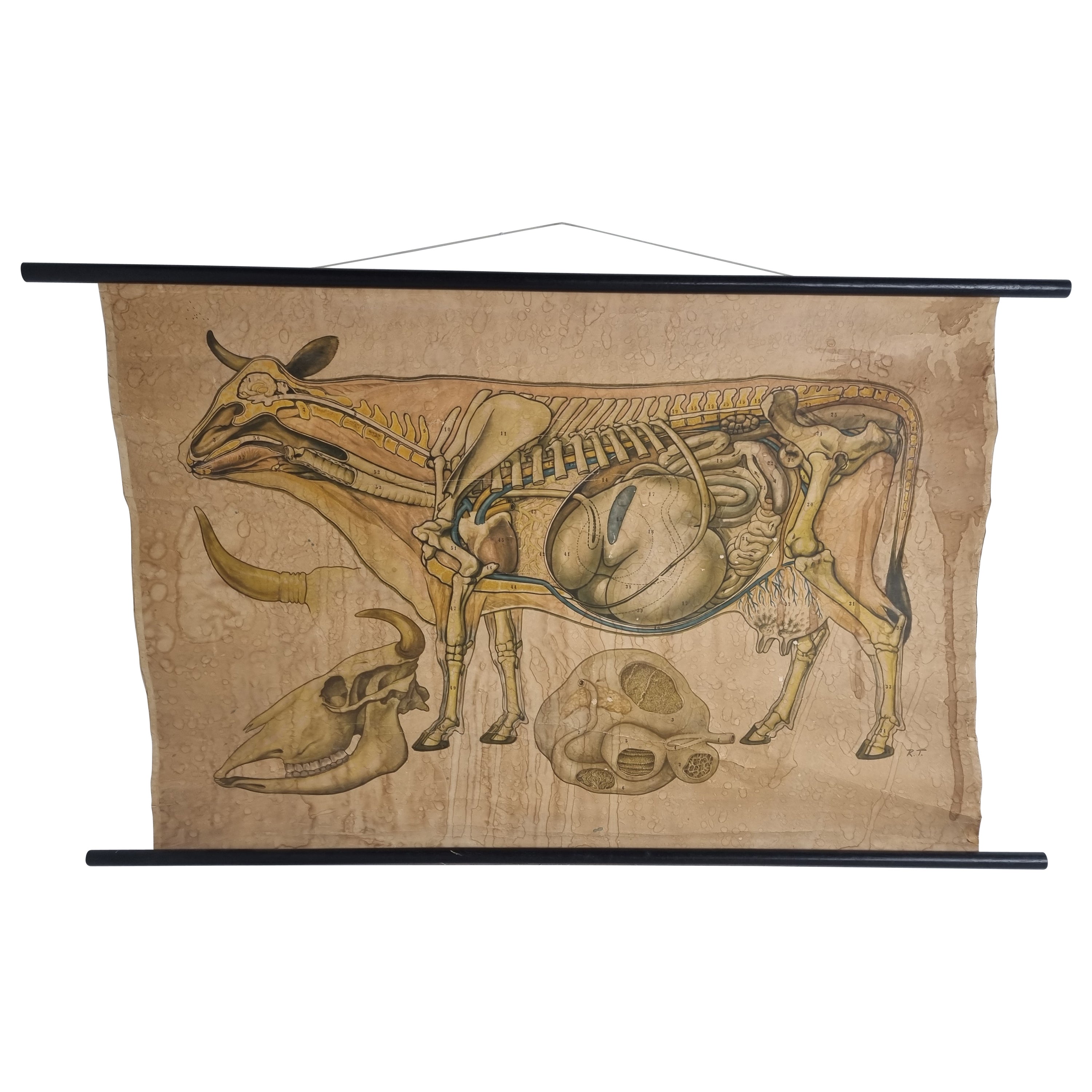 Antikes Anatomisches Schulplakat aus Leinen aus der Kuh, 1950er Jahre