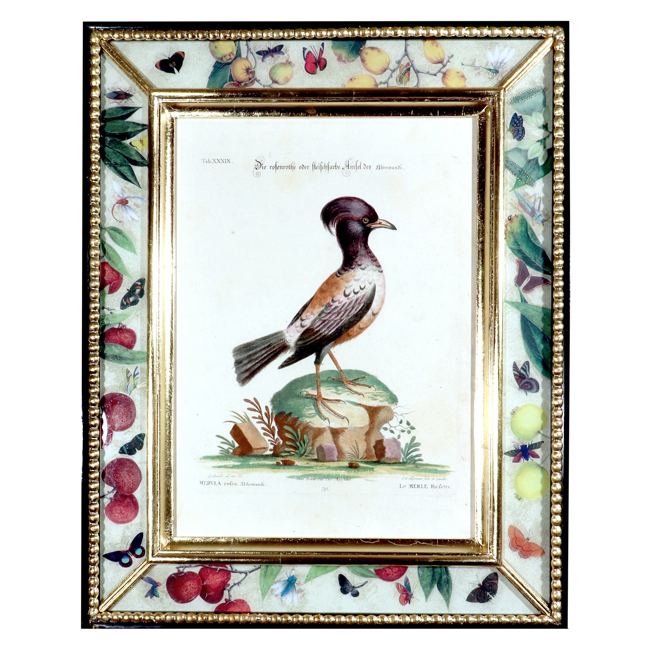 Estampa ornitológica de Johann Seligmann de Le Merle Rofette, Ficha XXXIX, Después de George Edwards