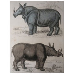 Large Original Antique Natural History Print, Rhinoceros, circa 1835