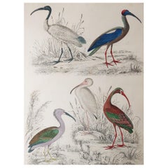 Large Original Antique Natural History Print, Cranes, circa 1835