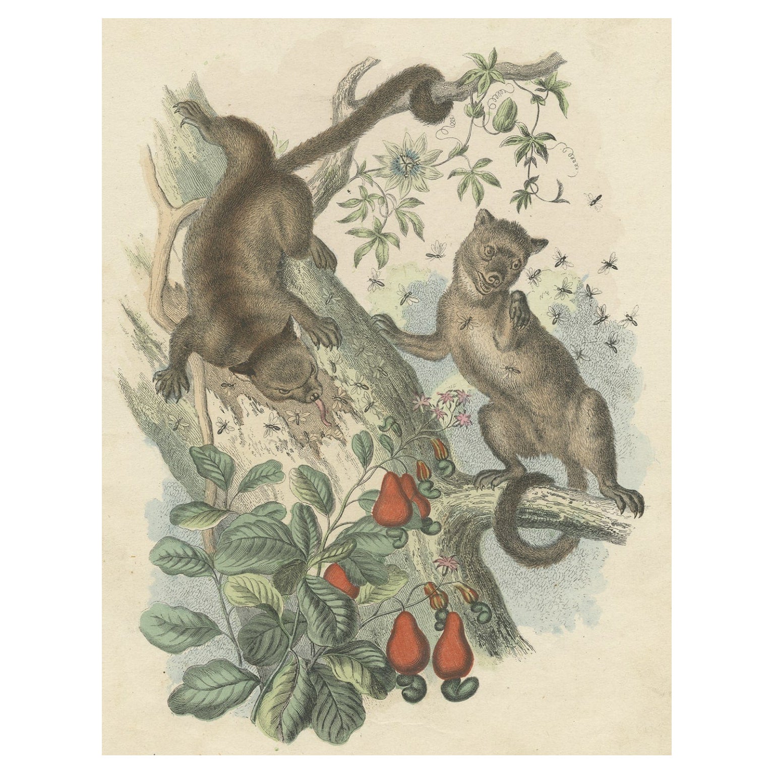 Antique Print of Kinkajous, a Tropical Rainforest Mammal, 1865