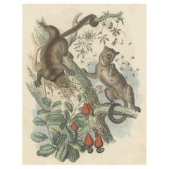 Impression ancienne de Kinkajous, une faune tropicale de la forêt tropicale, 1865