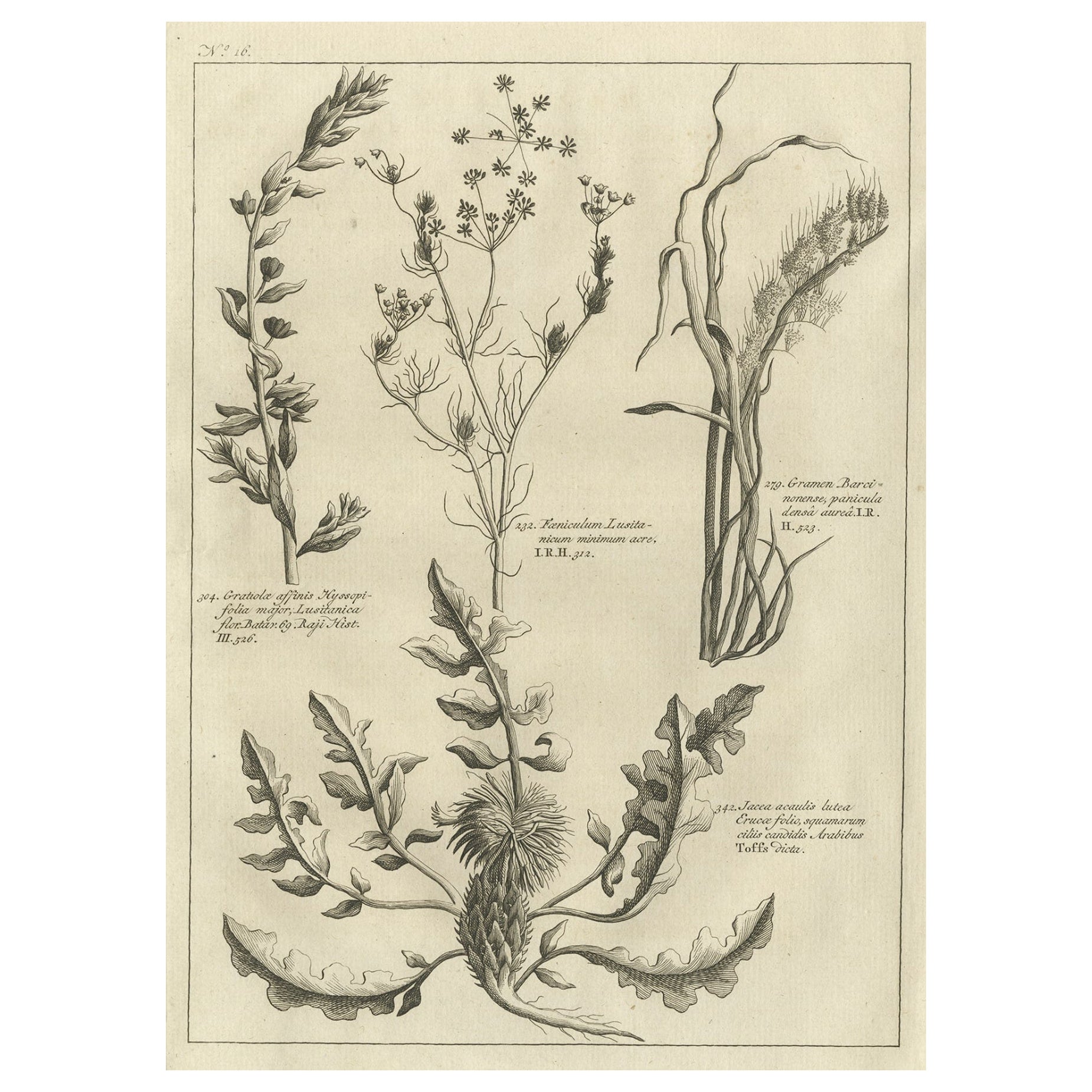 Antique Print of Knapweed and Other Plants, 1773 For Sale