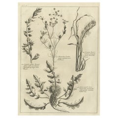 Impression ancienne d'algues et d'autres plantes Knapweed, 1773