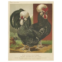 Antique Print of Houdan Chicken by Cassell, c.1880