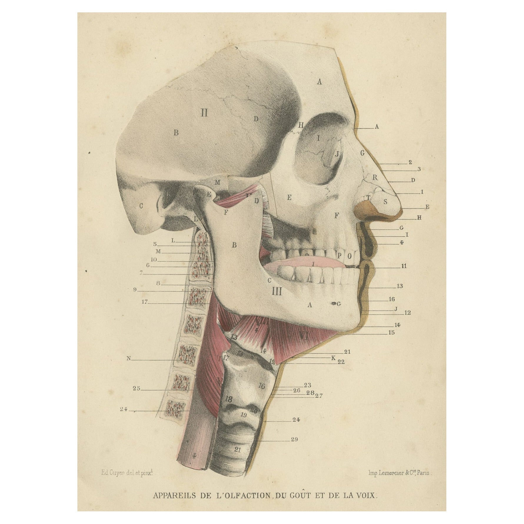 Antique Medical Print of Human Senses, 1879
