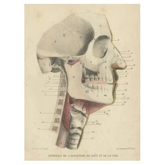 Antiker medizinischer Druck von menschlichen Sinnen, 1879