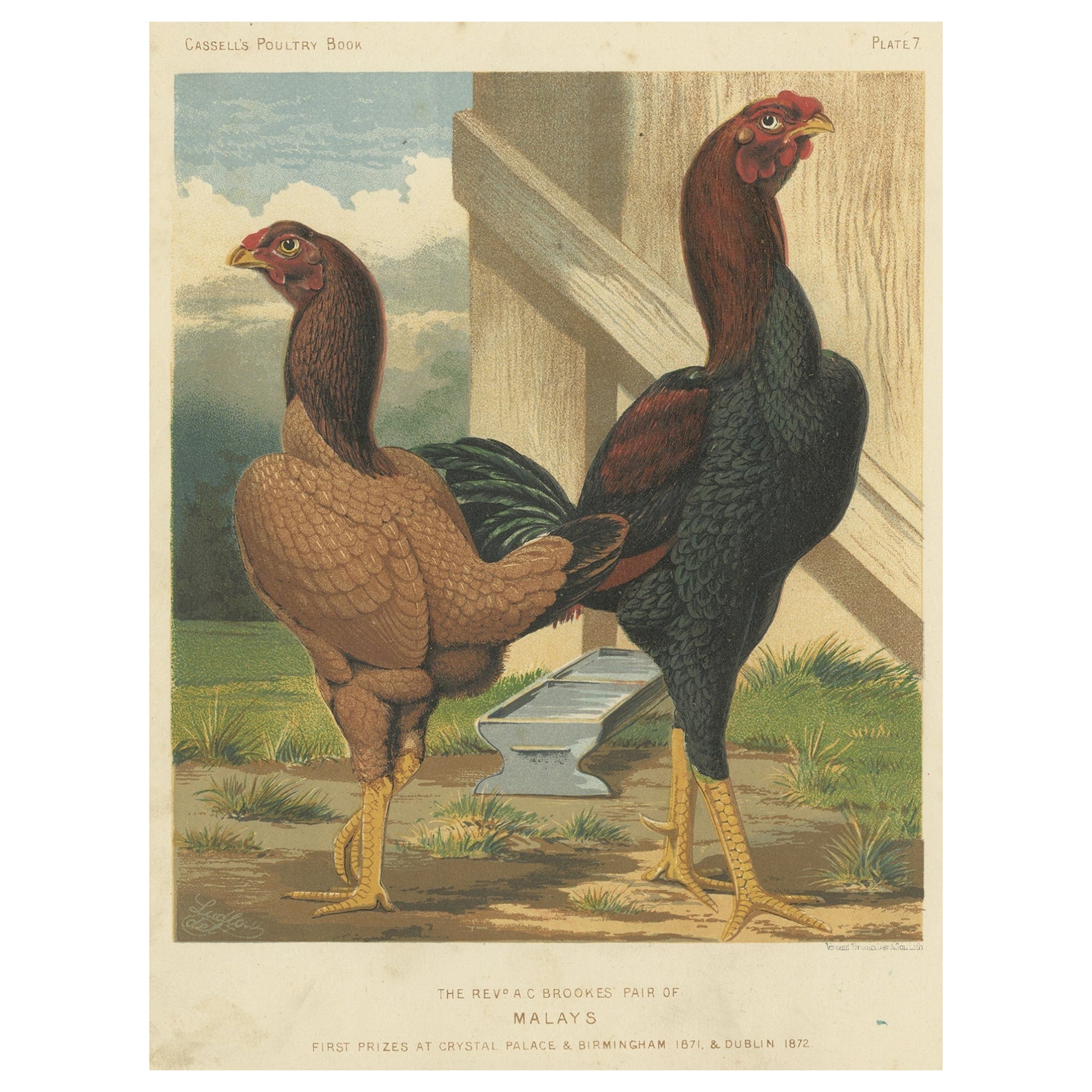 Colorful Antique Print of Malay Chicken, c.1880 For Sale