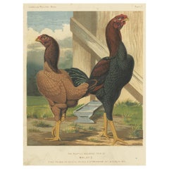 Colorful Antique Print of Malay Chicken, c.1880