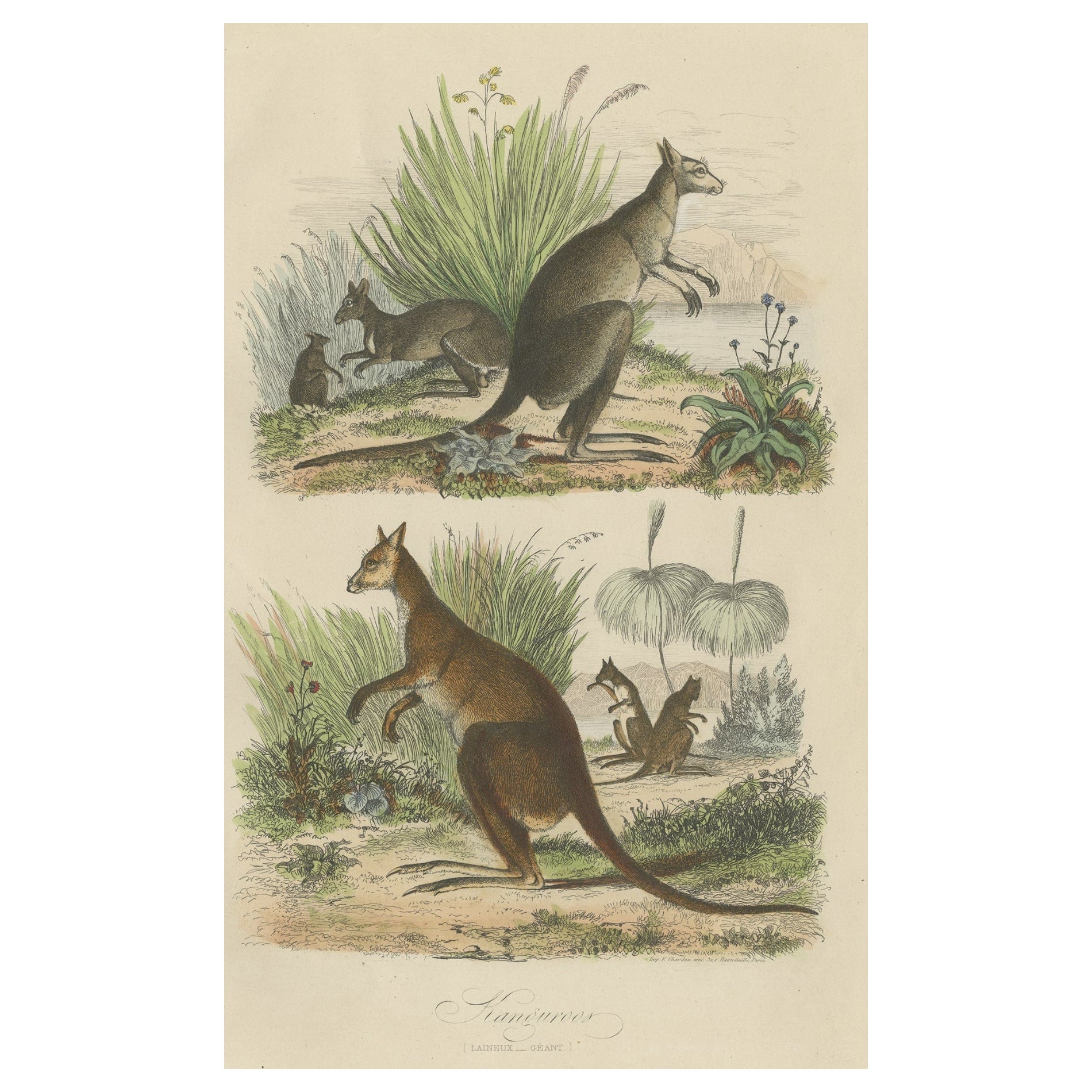 Decorative Antique Handcolored Print of Two Kangaroos in Australia, 1854