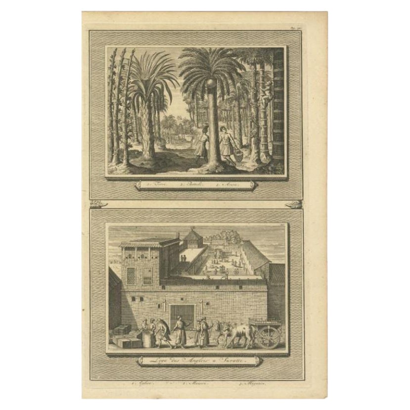 Antique Print of Palm Trees and the Factory in Suratte in India, 1719