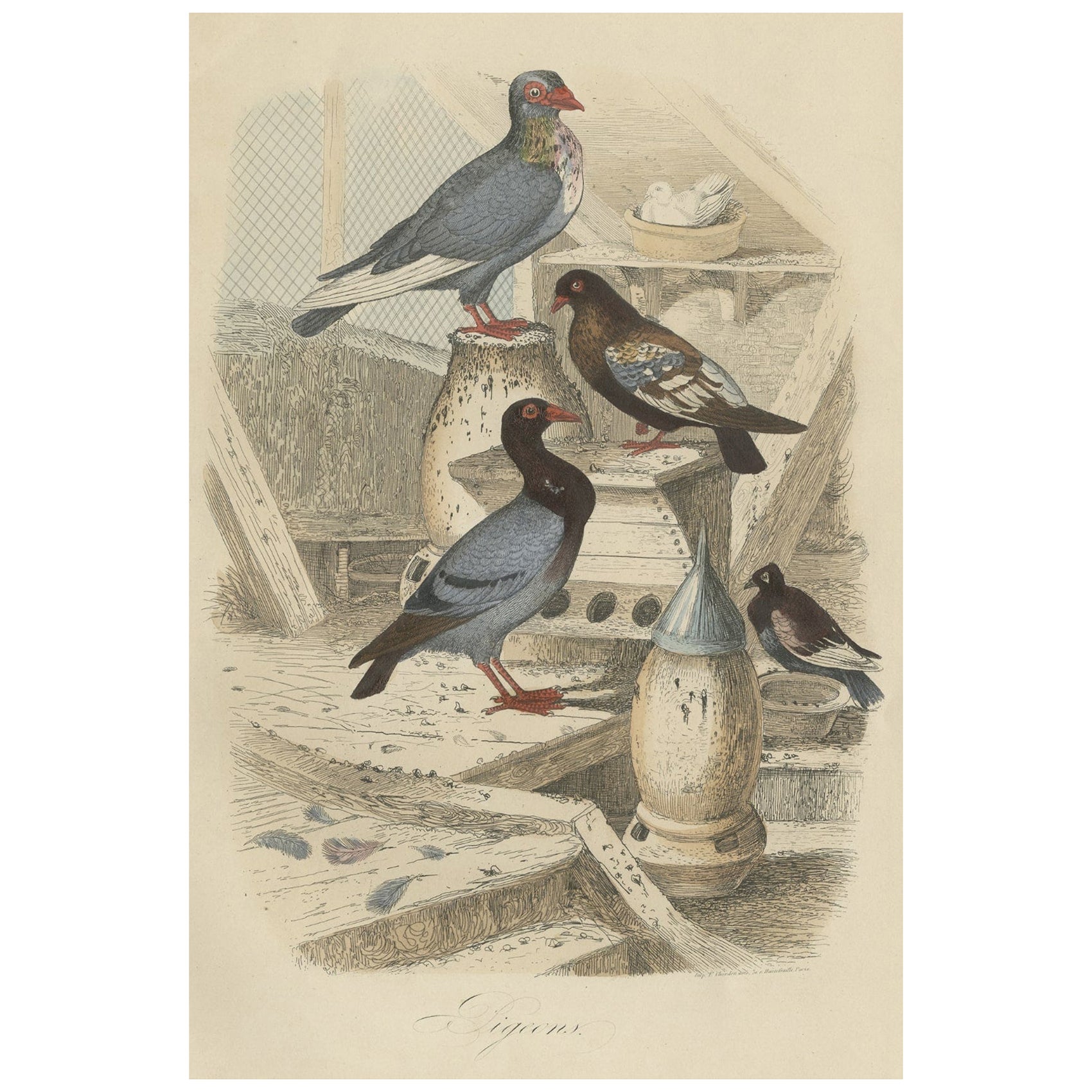 Colorful Decorative Antique Print of Pigeons, 1854 For Sale