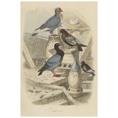 Colorful Decorative Antique Print of Pigeons, 1854