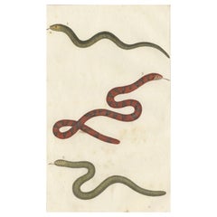 Antique Print of the Anguis Fragilis and Other Reptiles, c.1820