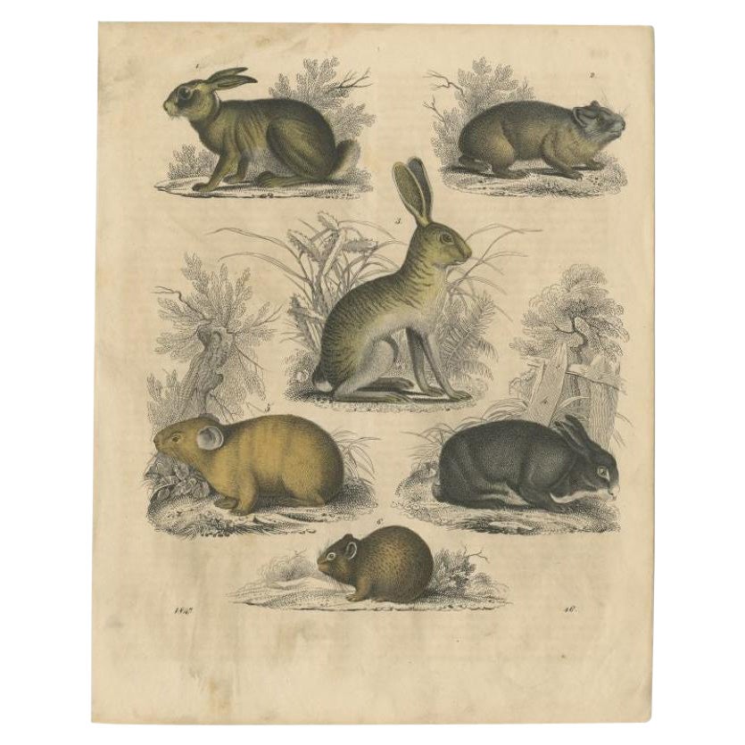 Antique Rodent Species Print from 'Das Buch der Welt', 1847 For Sale