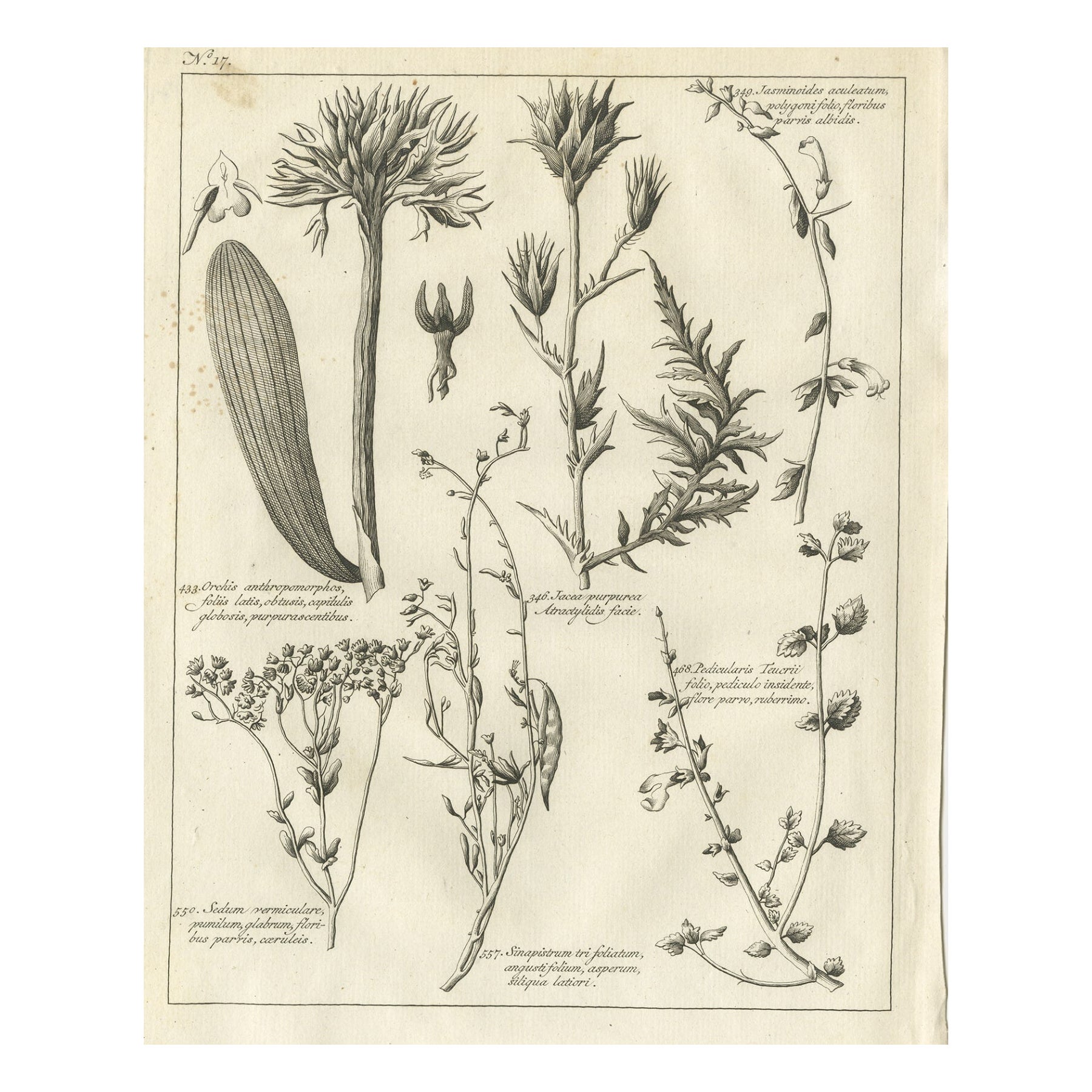 Antique Print of Stonecrop and Other Plants, 1773 For Sale