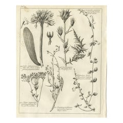 Antique Print of Stonecrop and Other Plants, 1773