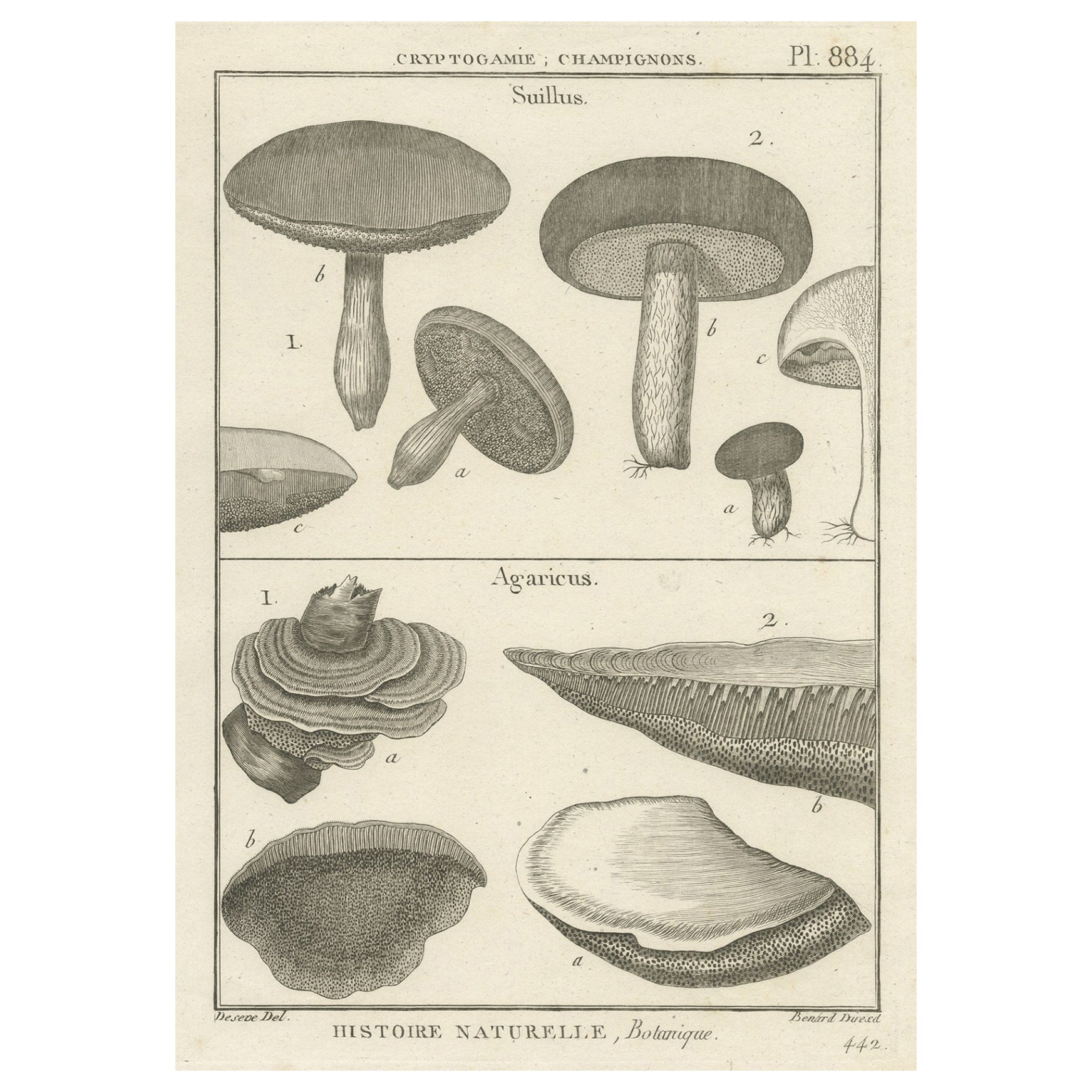 Decorative Antique Engraving of Suillus and Agaricus Mushrooms, c.1800 For Sale