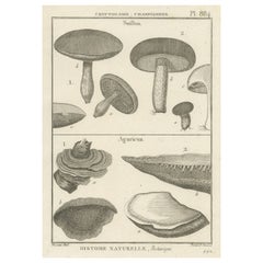 Decorative Antique Engraving of Suillus and Agaricus Mushrooms, c.1800
