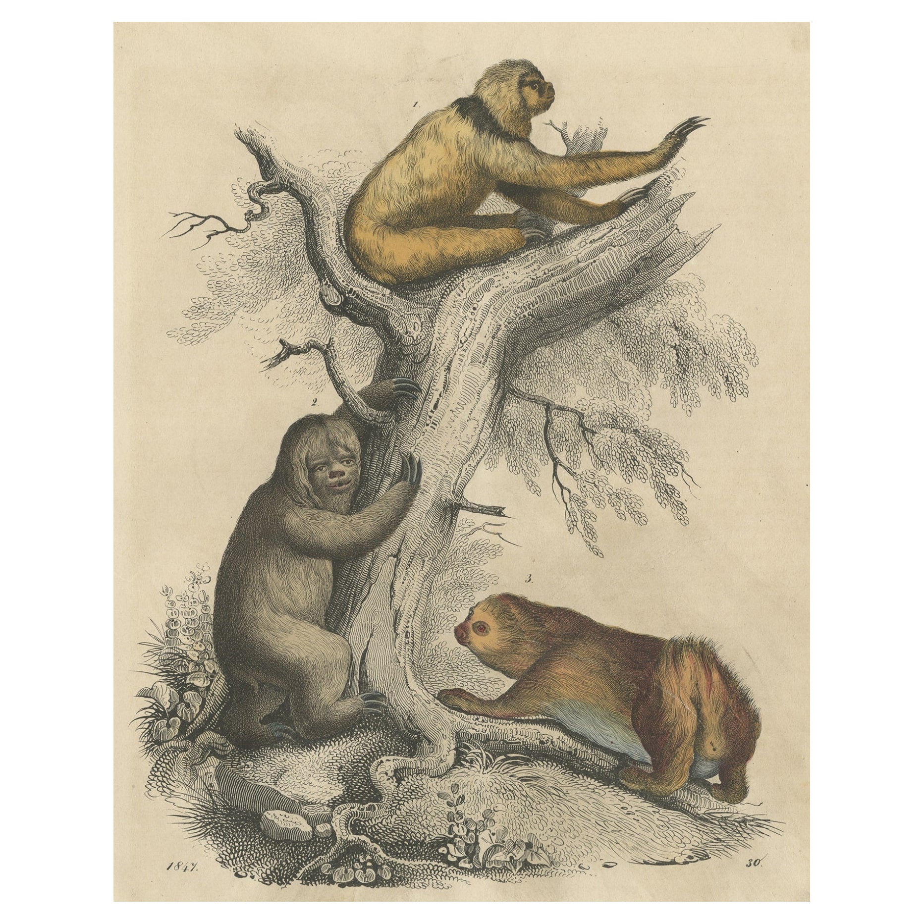 Antique Hand-Colored Print of Sloth Species, The Slowest Mammals on Earth, 1847 For Sale