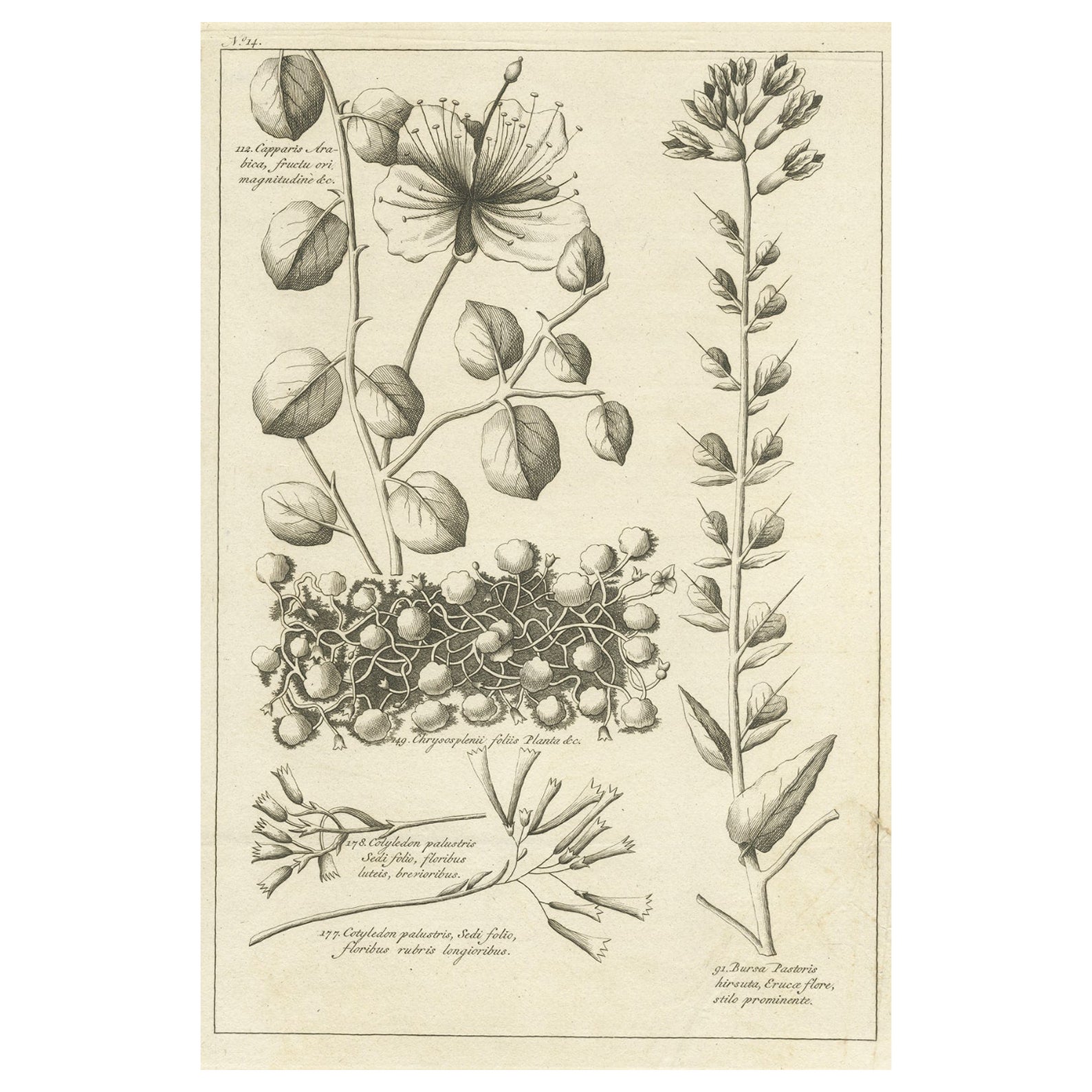 Antike Gravur des Caper Bush und anderer Pflanzen, 1773 im Angebot