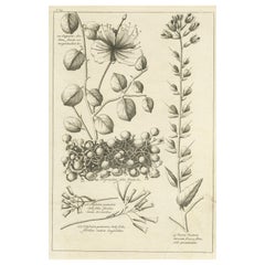 Antike Gravur des Caper Bush und anderer Pflanzen, 1773