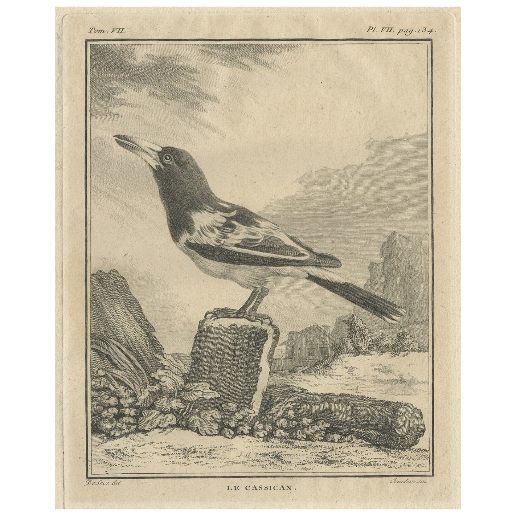 Gravure ancienne de l'oiseau Cassican, un oiseau de corne ou un magpie australien, 1795