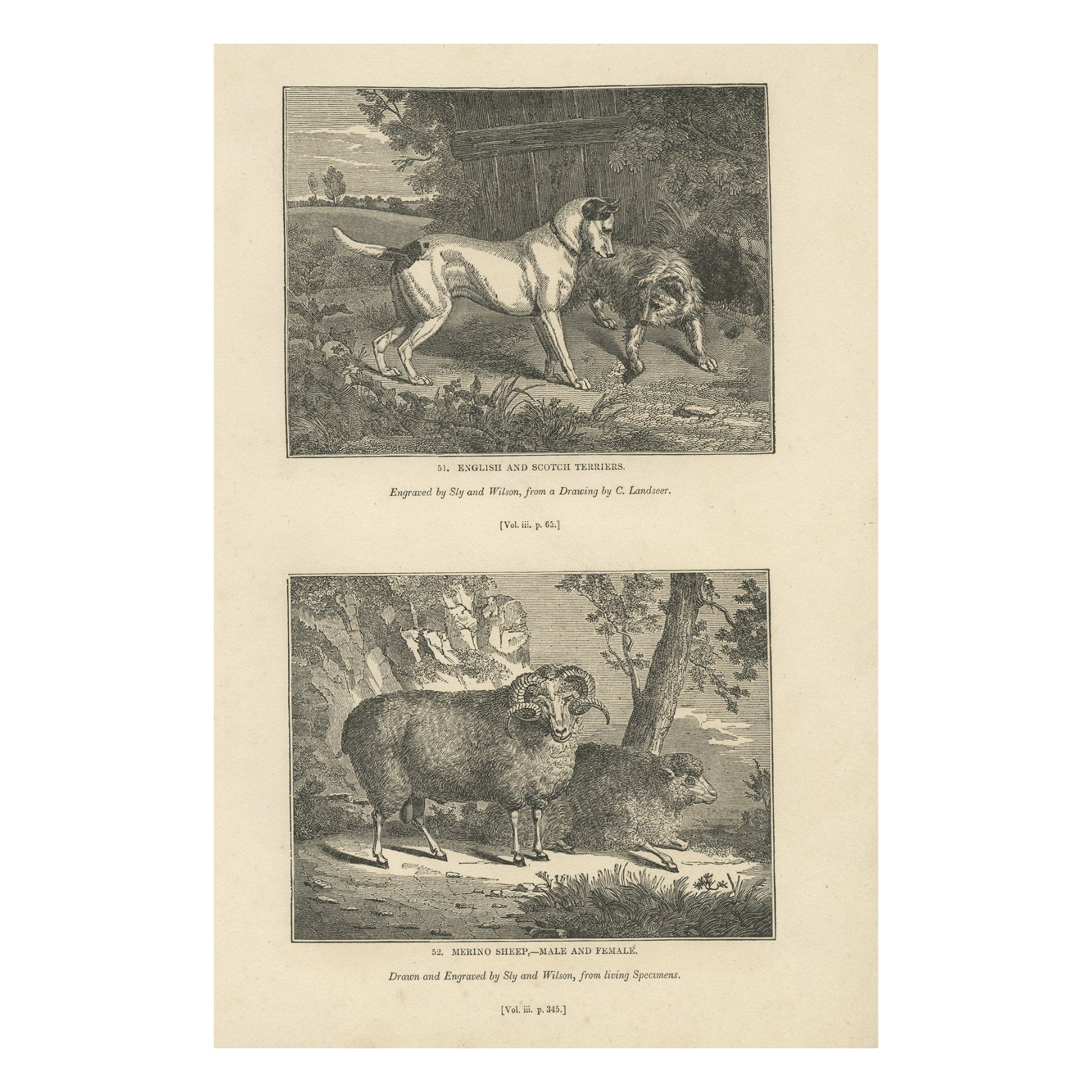 Antique Print of Terriers and Merino Sheep, 1835 For Sale