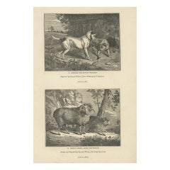 Antique Print of Terriers and Merino Sheep, 1835
