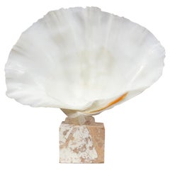 Natural Clamshell Mounted on a Natural Coral Base