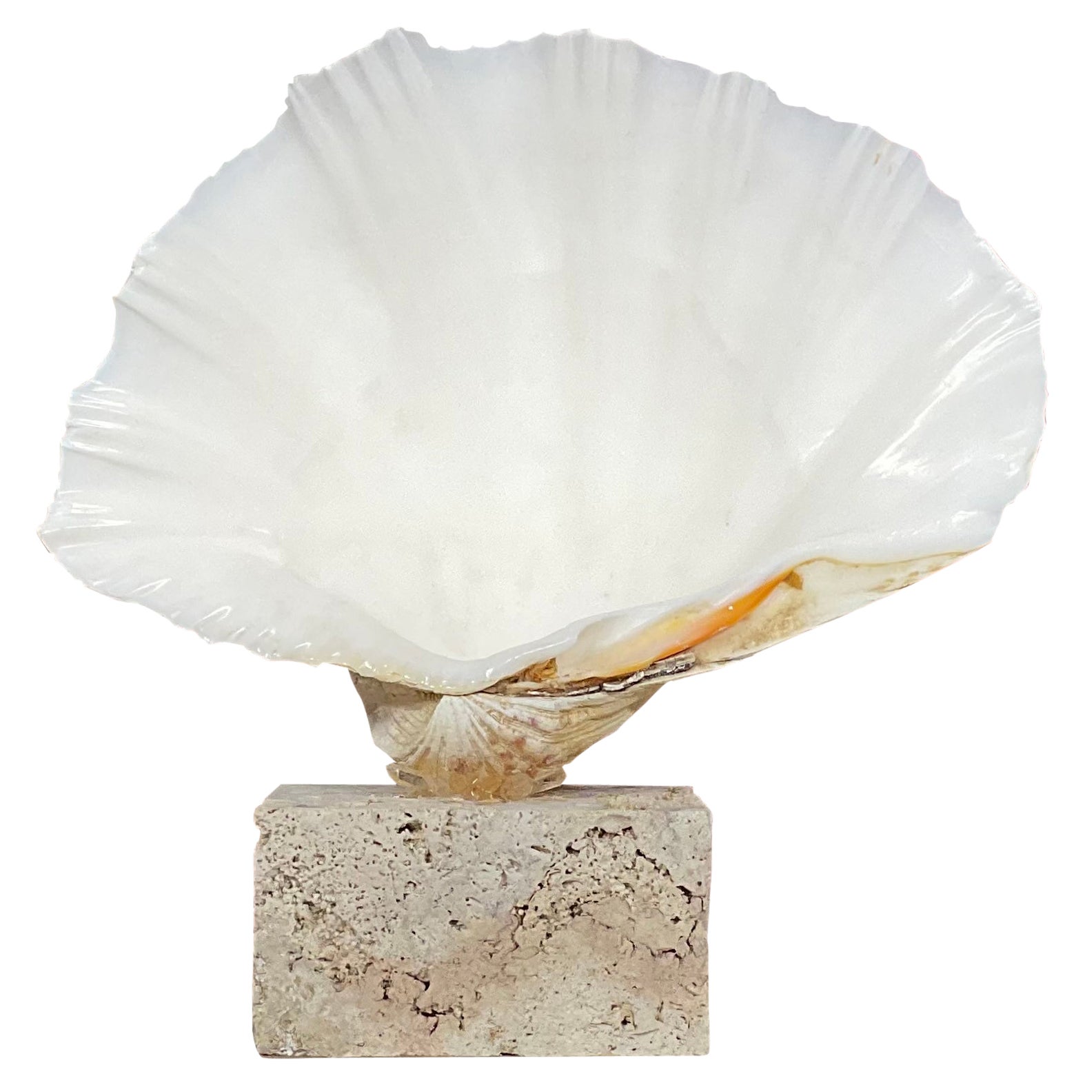 Natürliche Muschel in Muschelform auf einem natürlichen Korallensockel