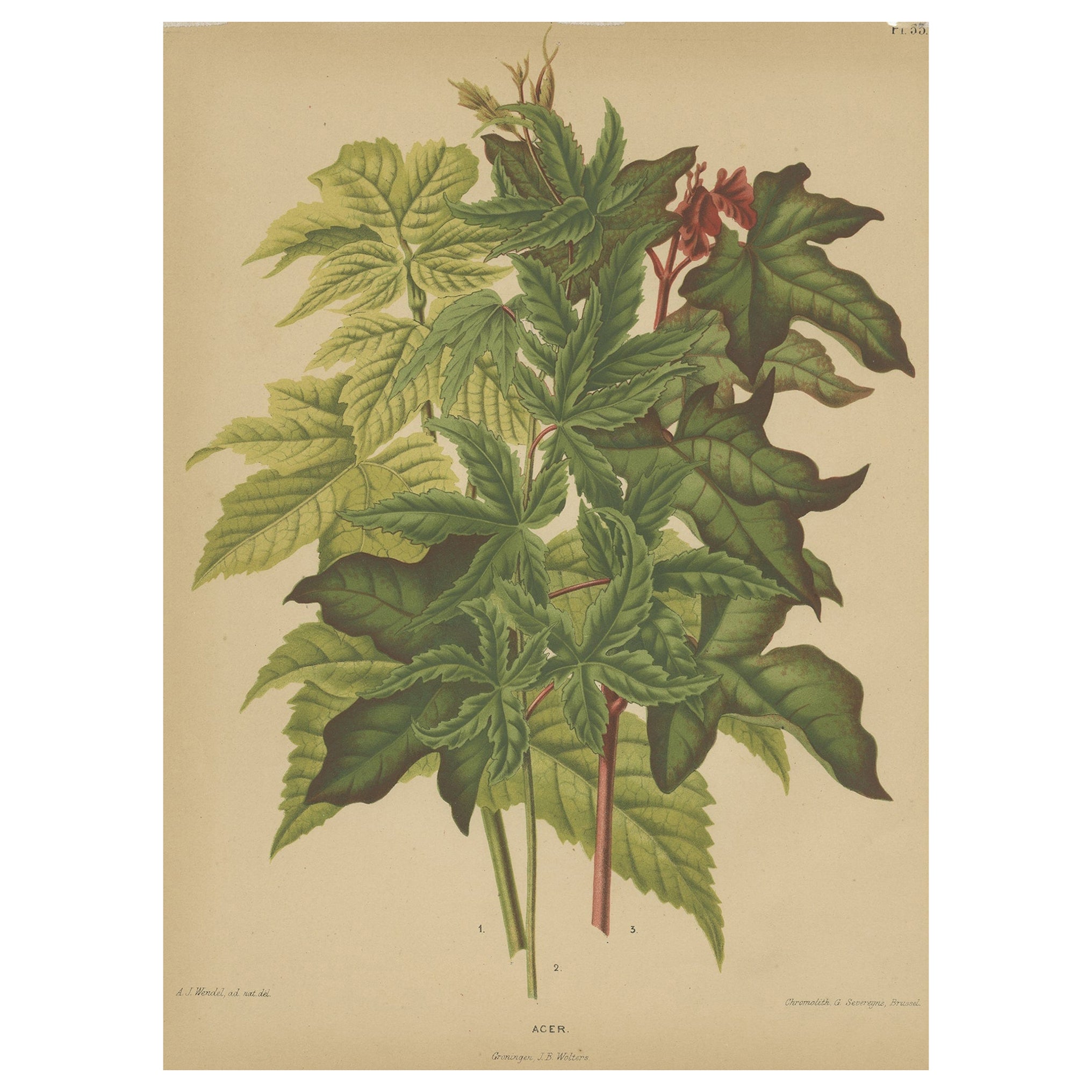 Antique Flower Print of the Acer Palmatum, 1879 For Sale
