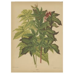 Antiker Blumendruck des Acer Palmatum, 1879