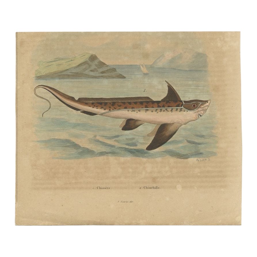Antique Print of the Chimaera Fish by Guérin, 1833 For Sale