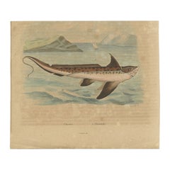 Antiker Druck des Chimärenfisches von Guérin, 1833