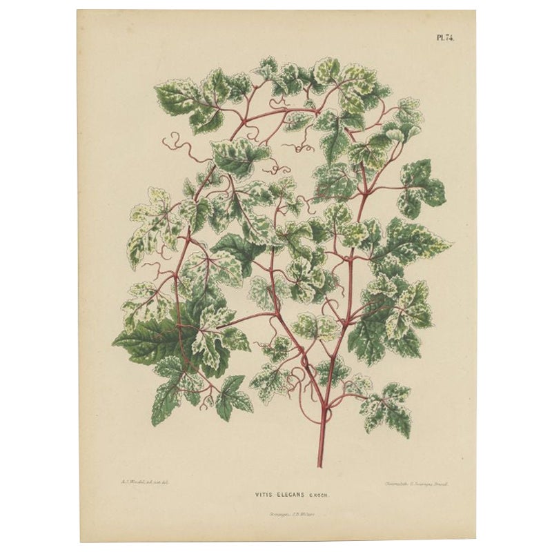 Antique Flower Print of the Ampelopsis Glandulosa var. Heterophylla, 1868 For Sale