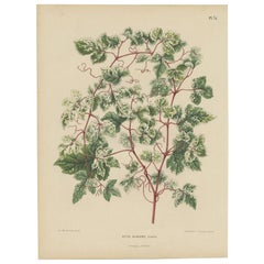 Antique Flower Print of the Ampelopsis Glandulosa var. Heterophylla, 1868