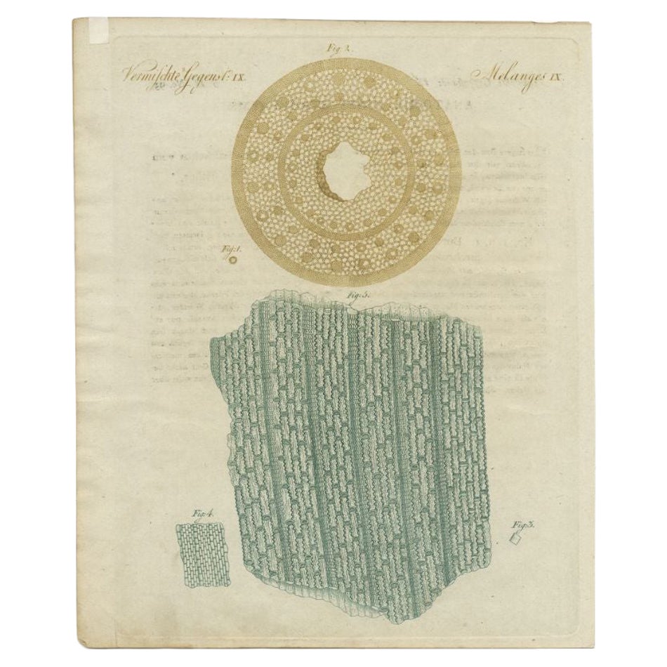 Antique Hand-Colored Print of the Anatomy of a Straw, 1795 For Sale