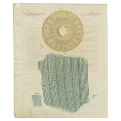 Impression ancienne colorée à la main de l'anatomie d'une paille, 1795