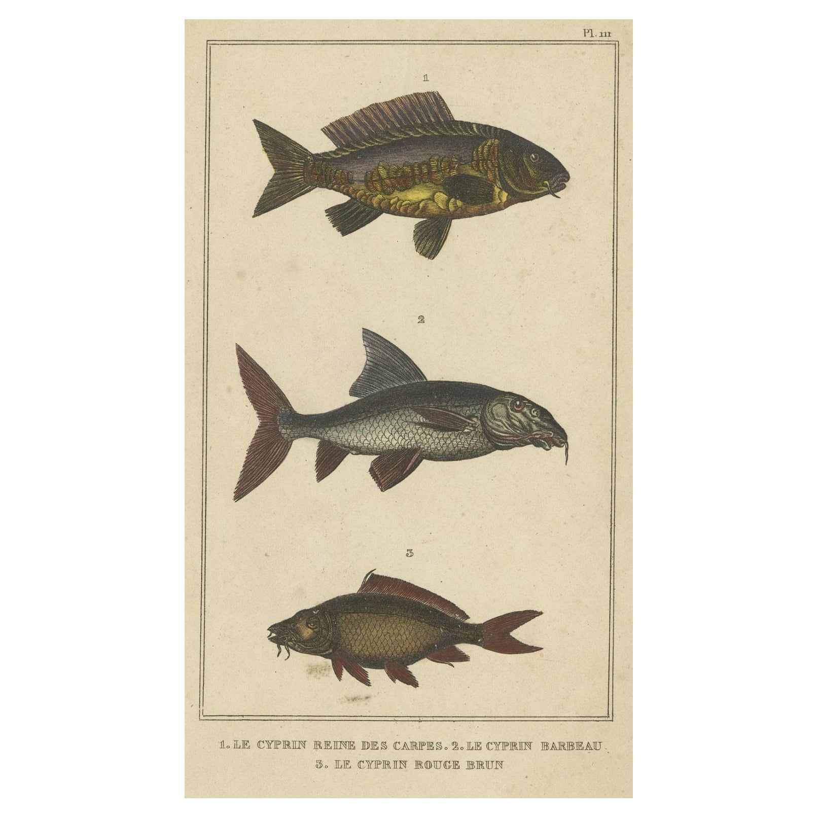 Antiker Druck des Barbel-Fischens und anderer Fischexemplare, 1844